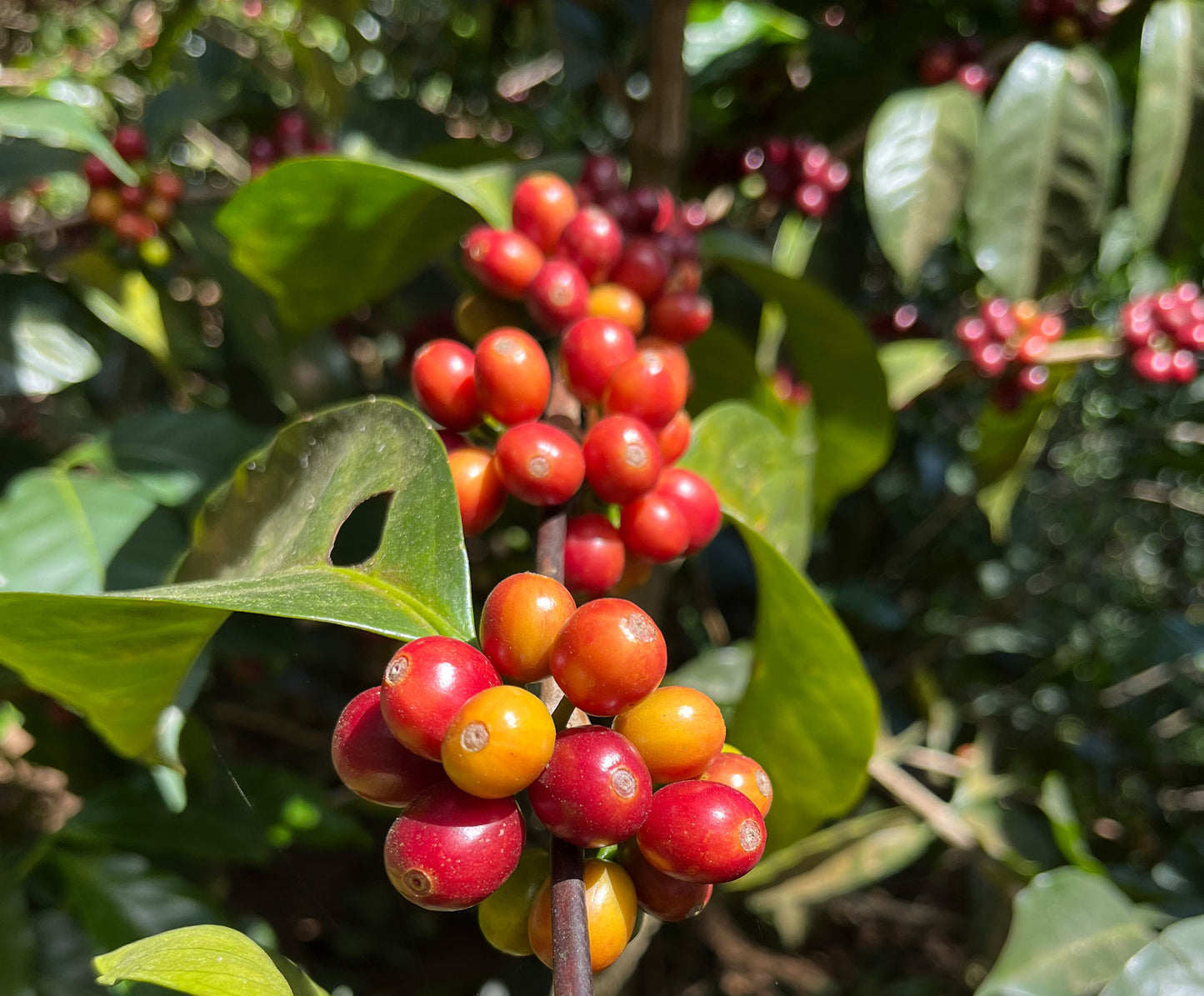 George Howell Coffee