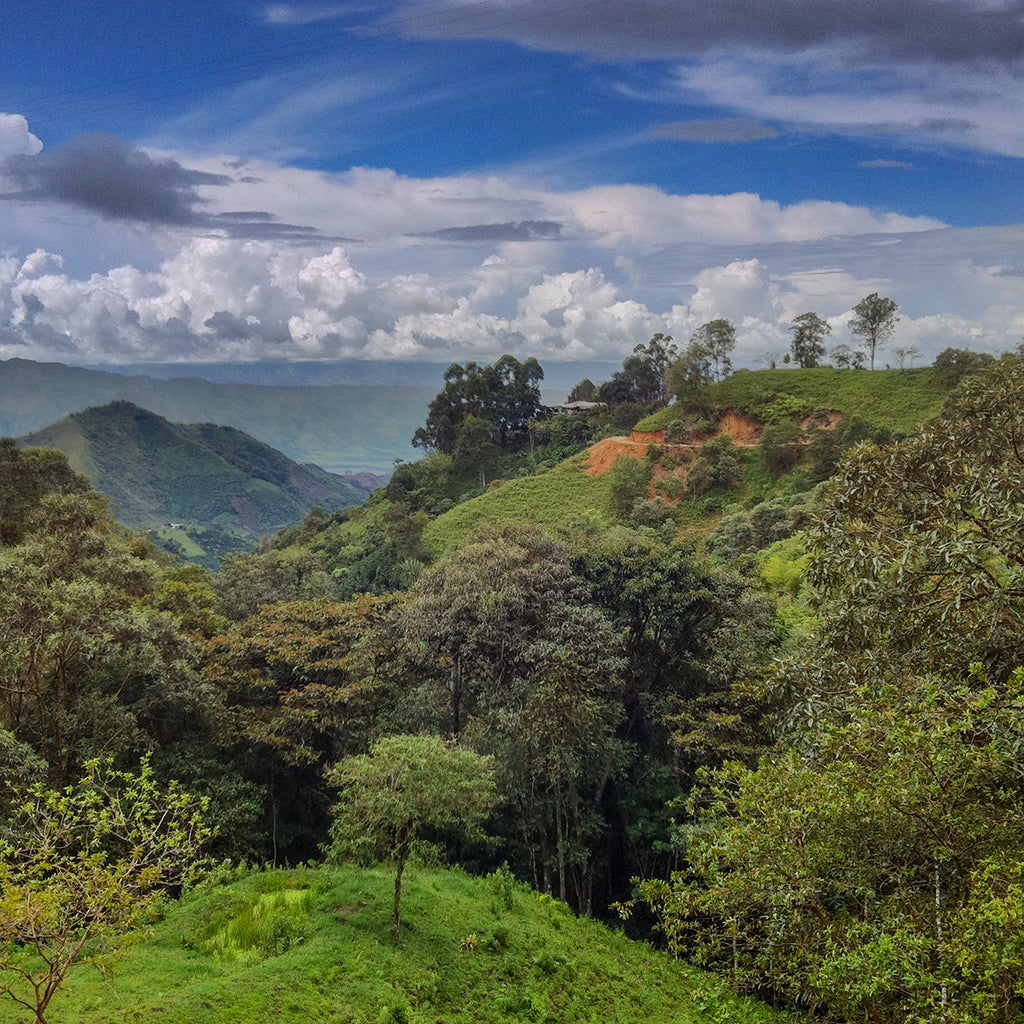 Decaf Cadefihuila Medium, Colombia