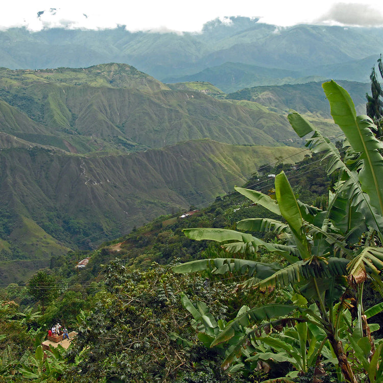 Decaf Cadefihuila, Colombia