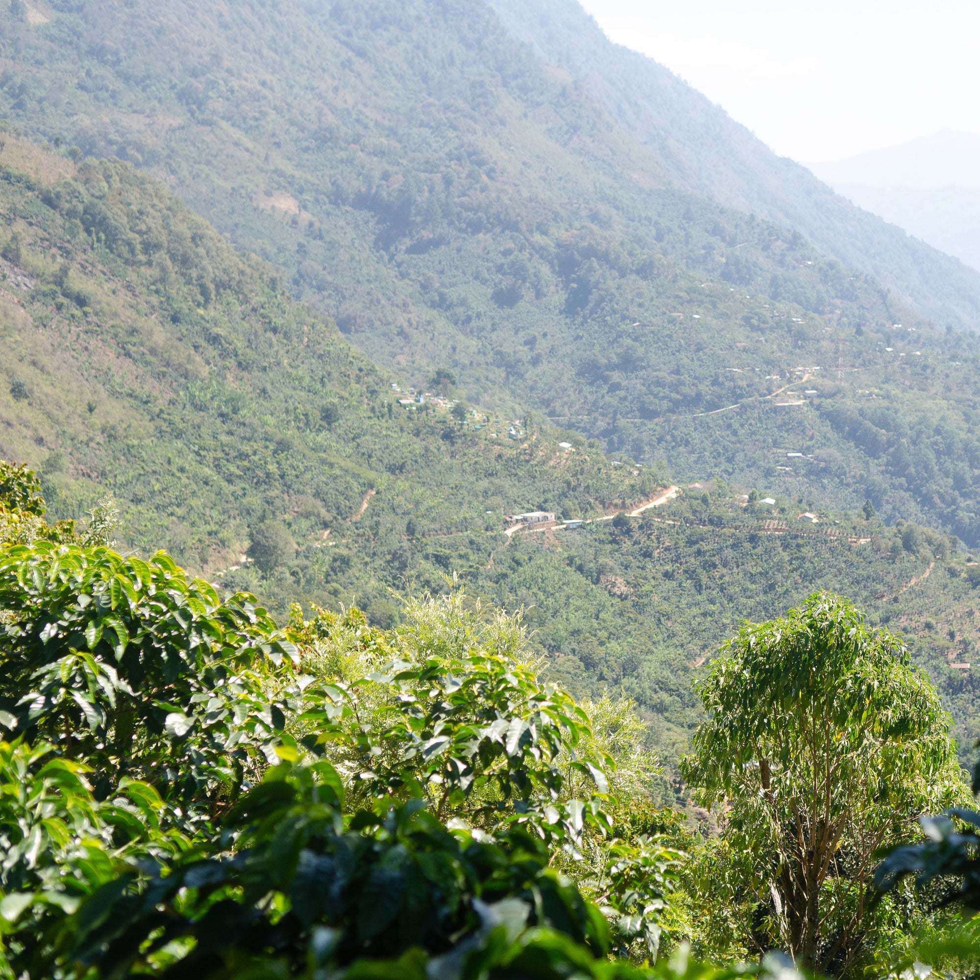 El Injerto Malawi Gesha, Guatemala