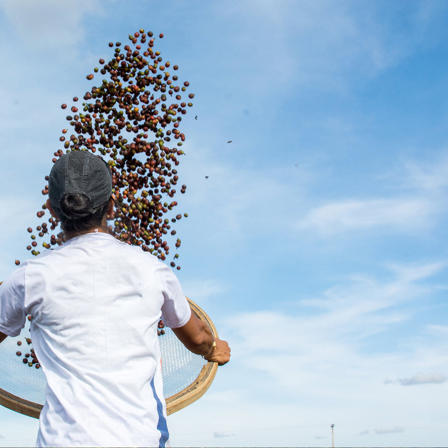 Daterra Sundrop, Brazil