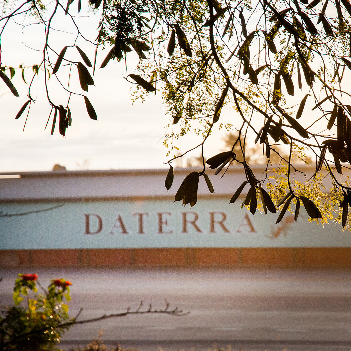 Daterra Sundrop Medium, Brazil