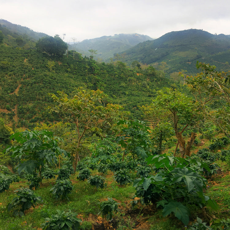 Dota Dark, Costa Rica