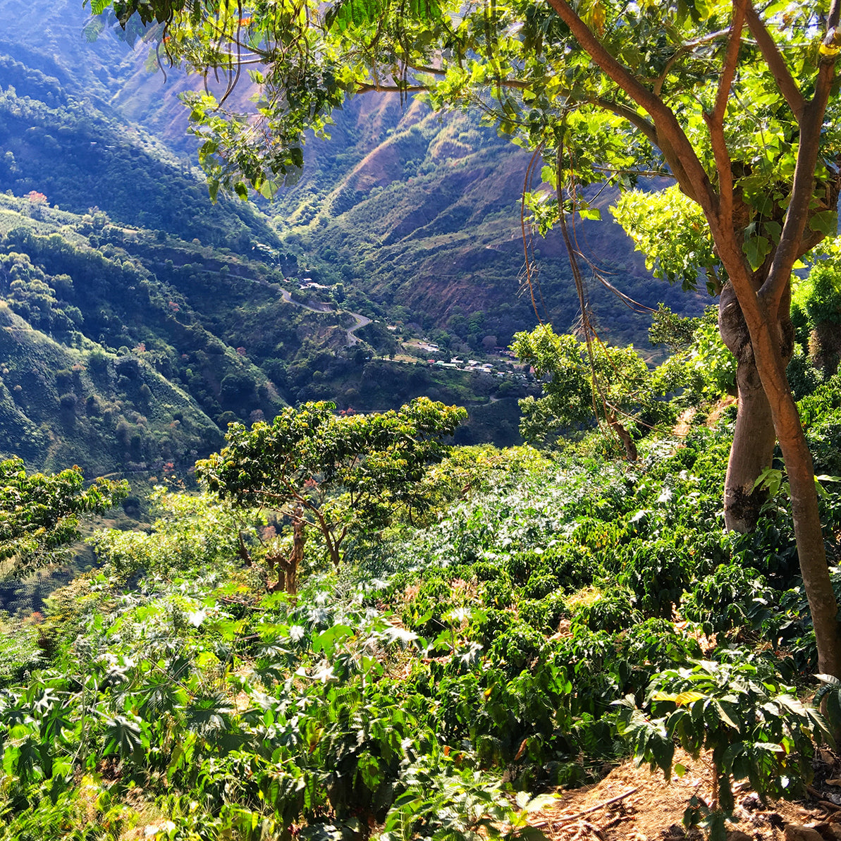 High-altitude coffee landscape in Dota, Costa Rica