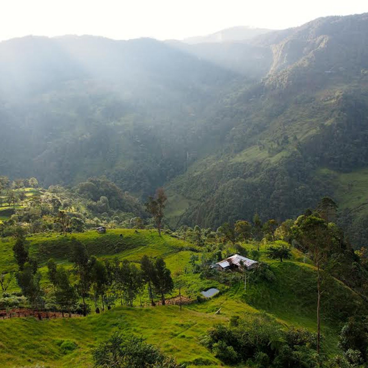 Las Flores Java Experimental, Colombia