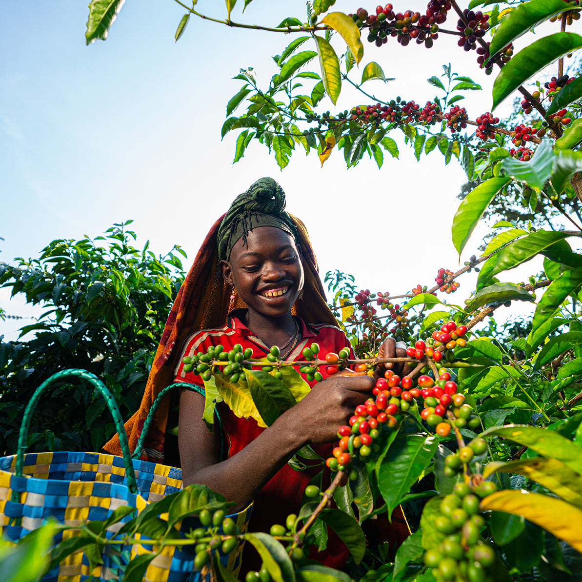 Gesha Village Estate Lot 109, Ethiopia