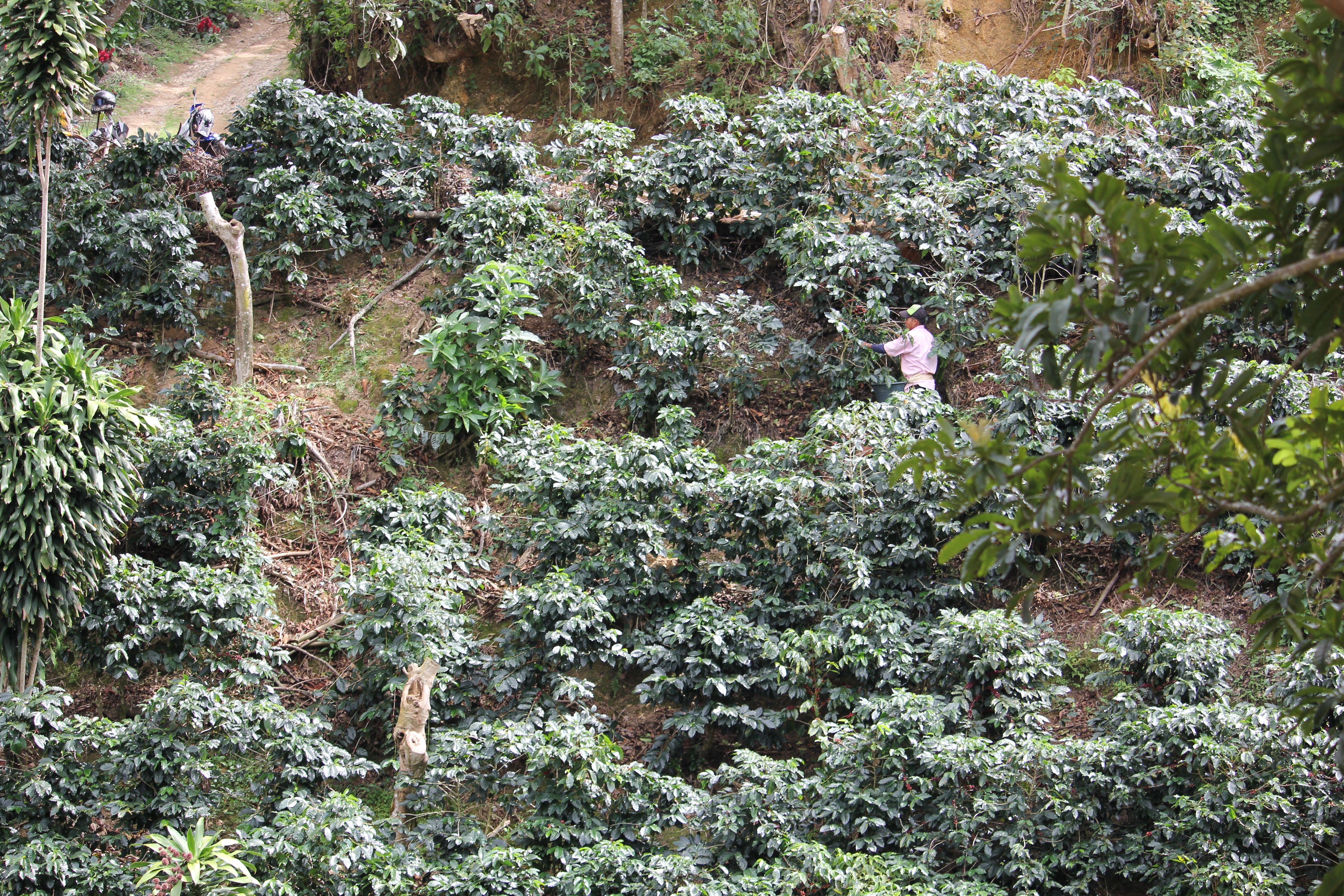 Dota Medium, Costa Rica