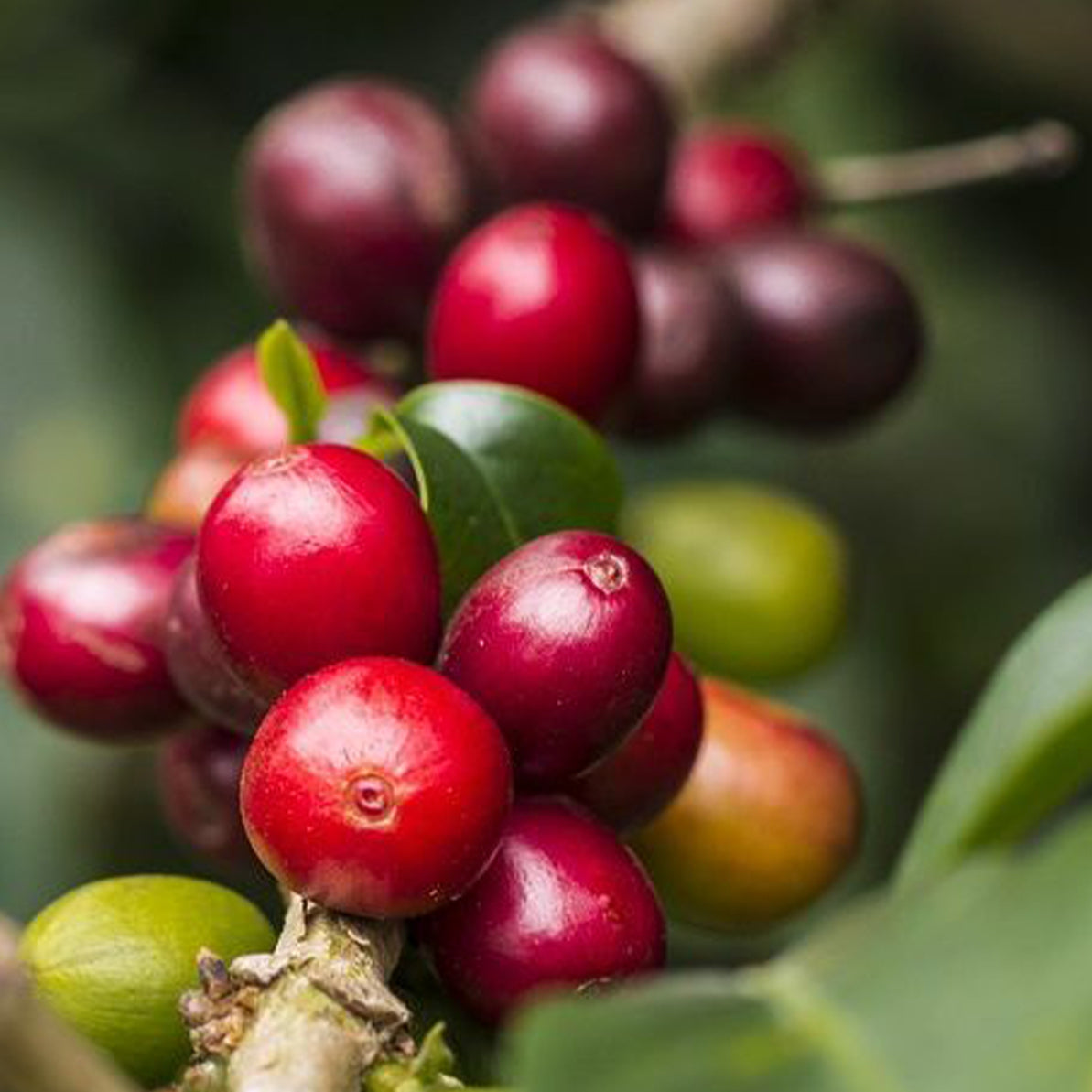 Longboard Misty Mountain, Panama