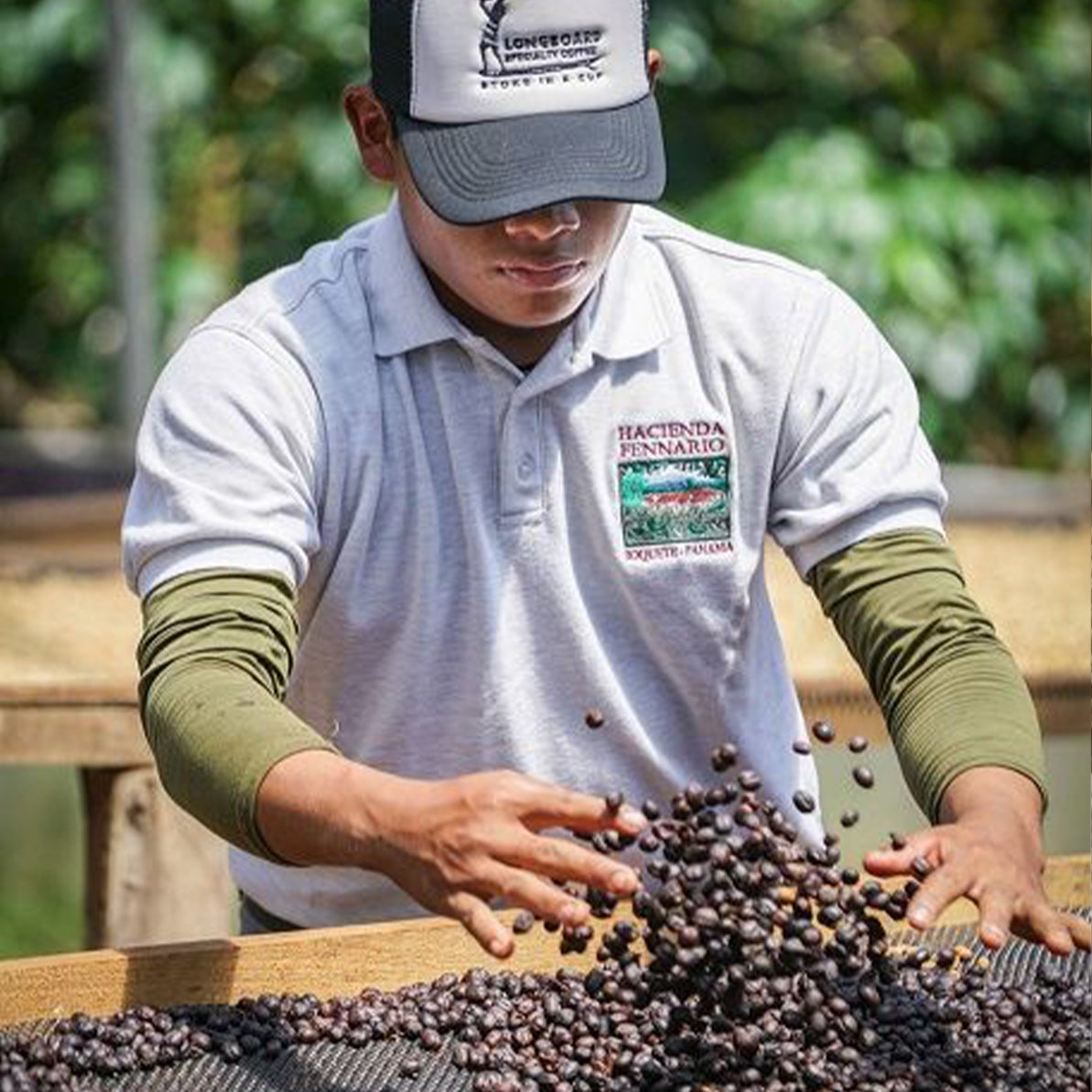 Longboard Misty Mountain, Panama