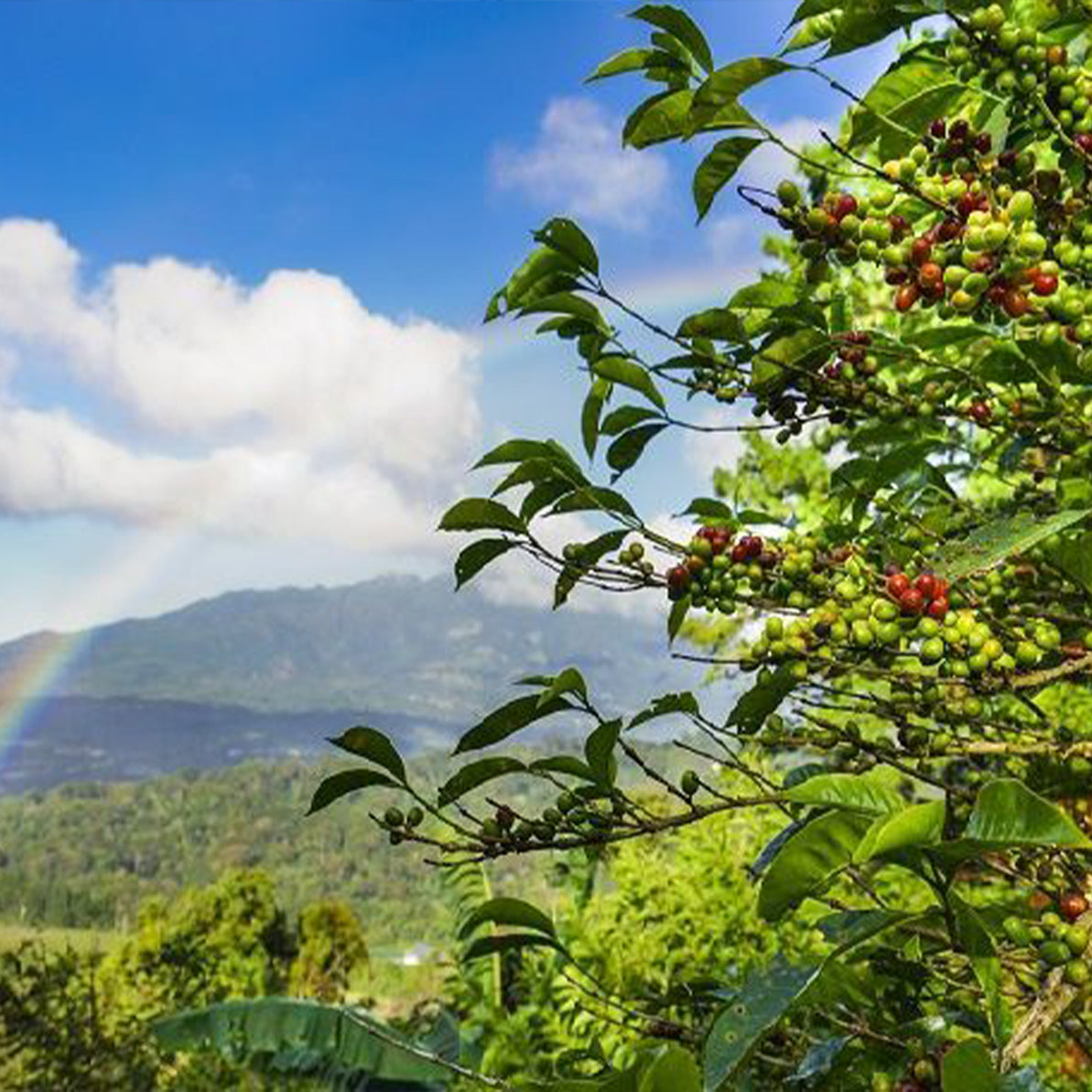 Longboard Misty Mountain, Panama