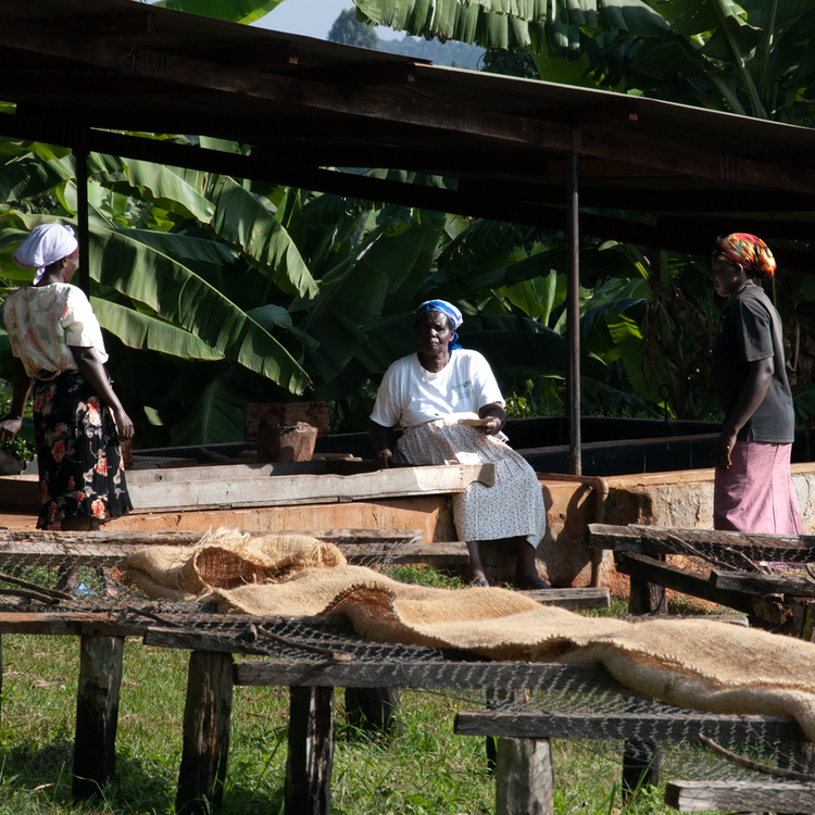 Mamuto AB Medium, Kenya