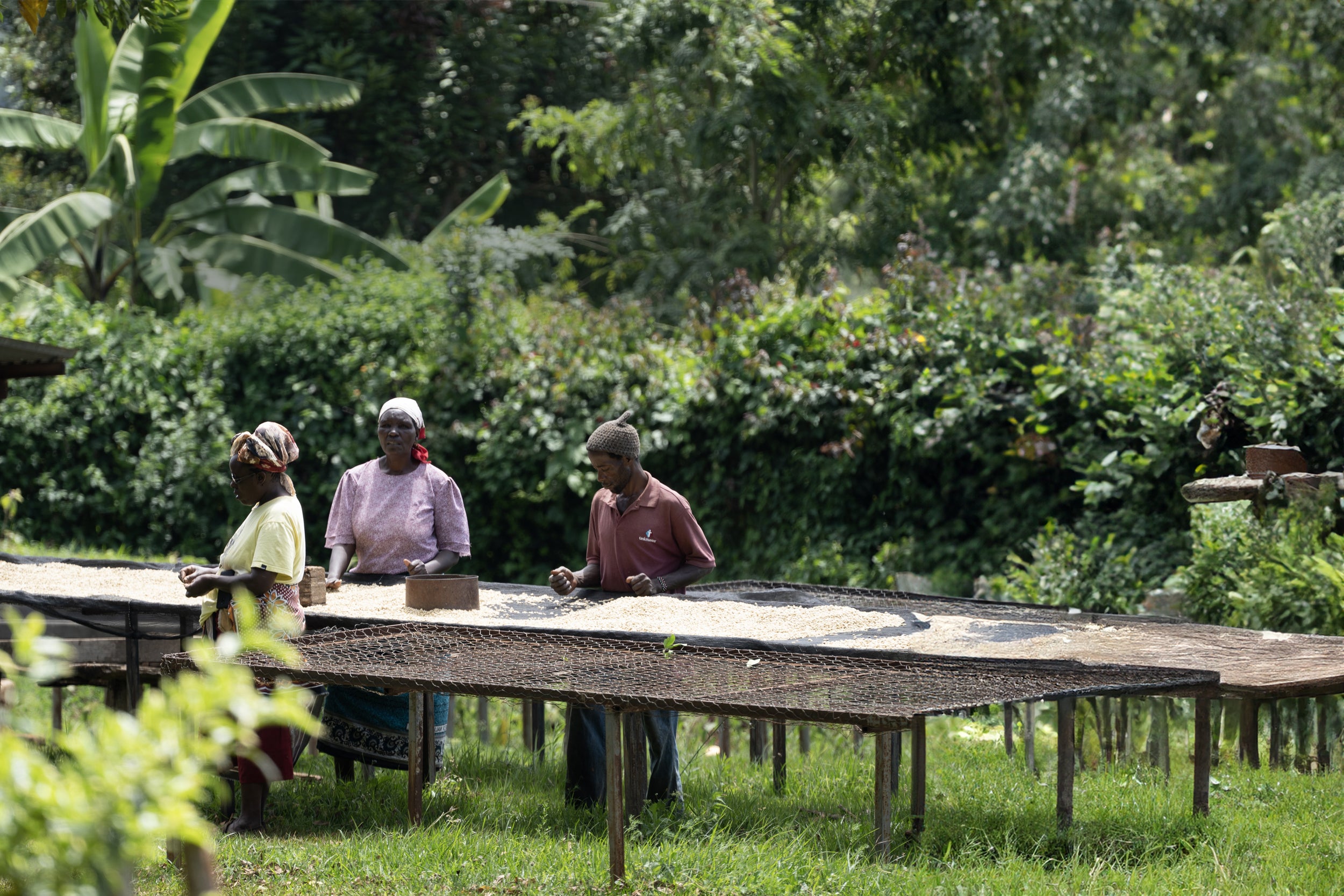 ☆ africancoffee☆ Amazon.com : Kahawa 1893 Ground Coffee Medium Roast African Spice