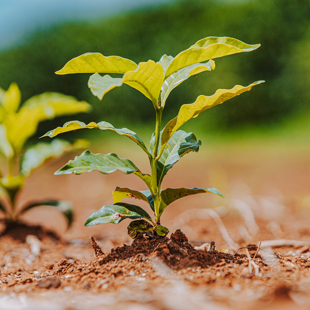 Mantiqueira Calabria, Brazil