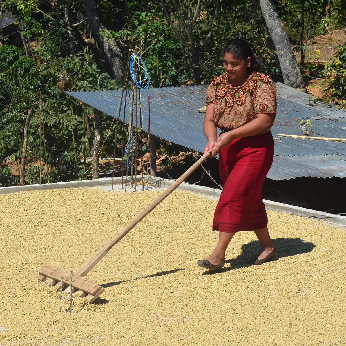 San Jacinto Medium, Guatemala