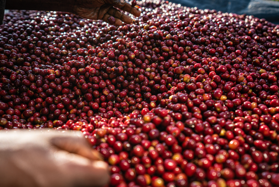 Gesha Village Estate Lot 54, Ethiopia