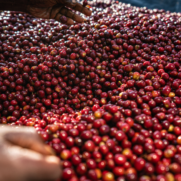 Gesha Village Estate Lot 54, Ethiopia