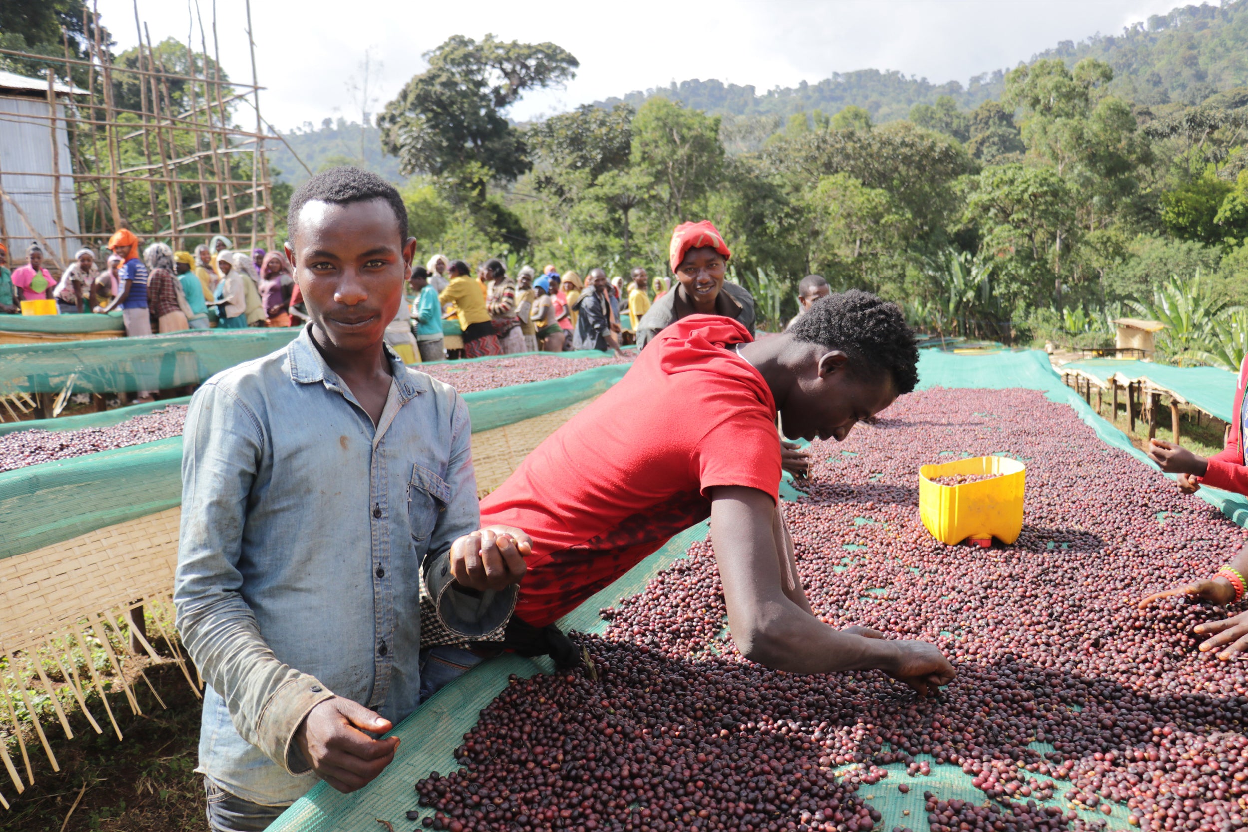 Worka Chelbessa Medium, Ethiopia