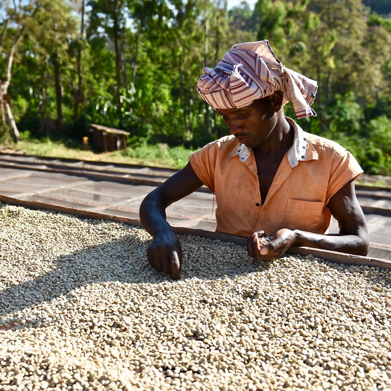 Gesha Village Estate Lot 47, Ethiopia