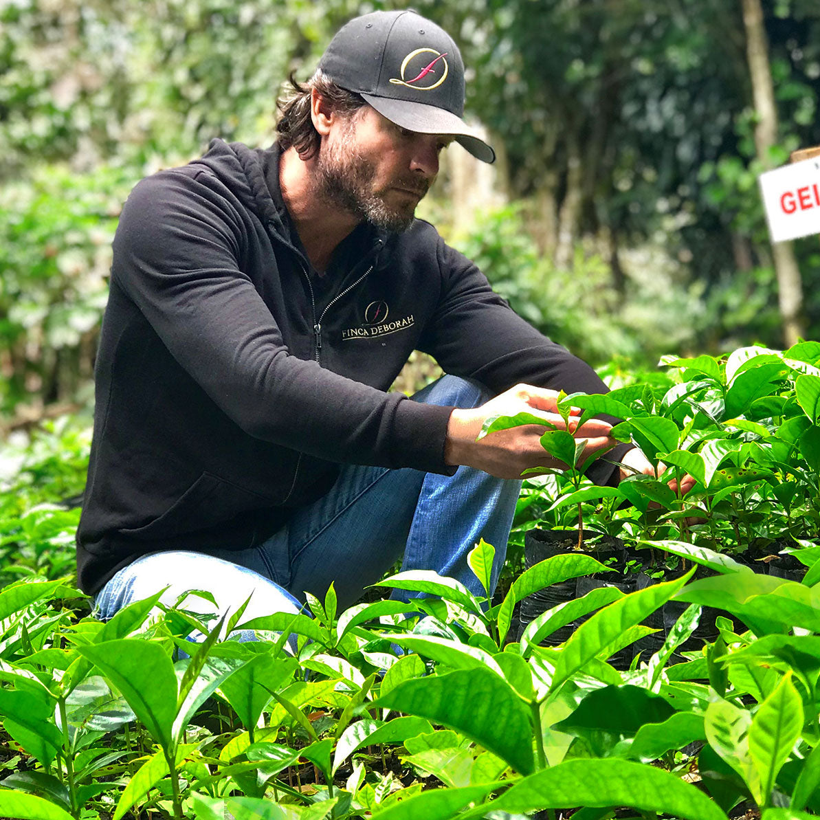 Finca Deborah Afterglow, Panama