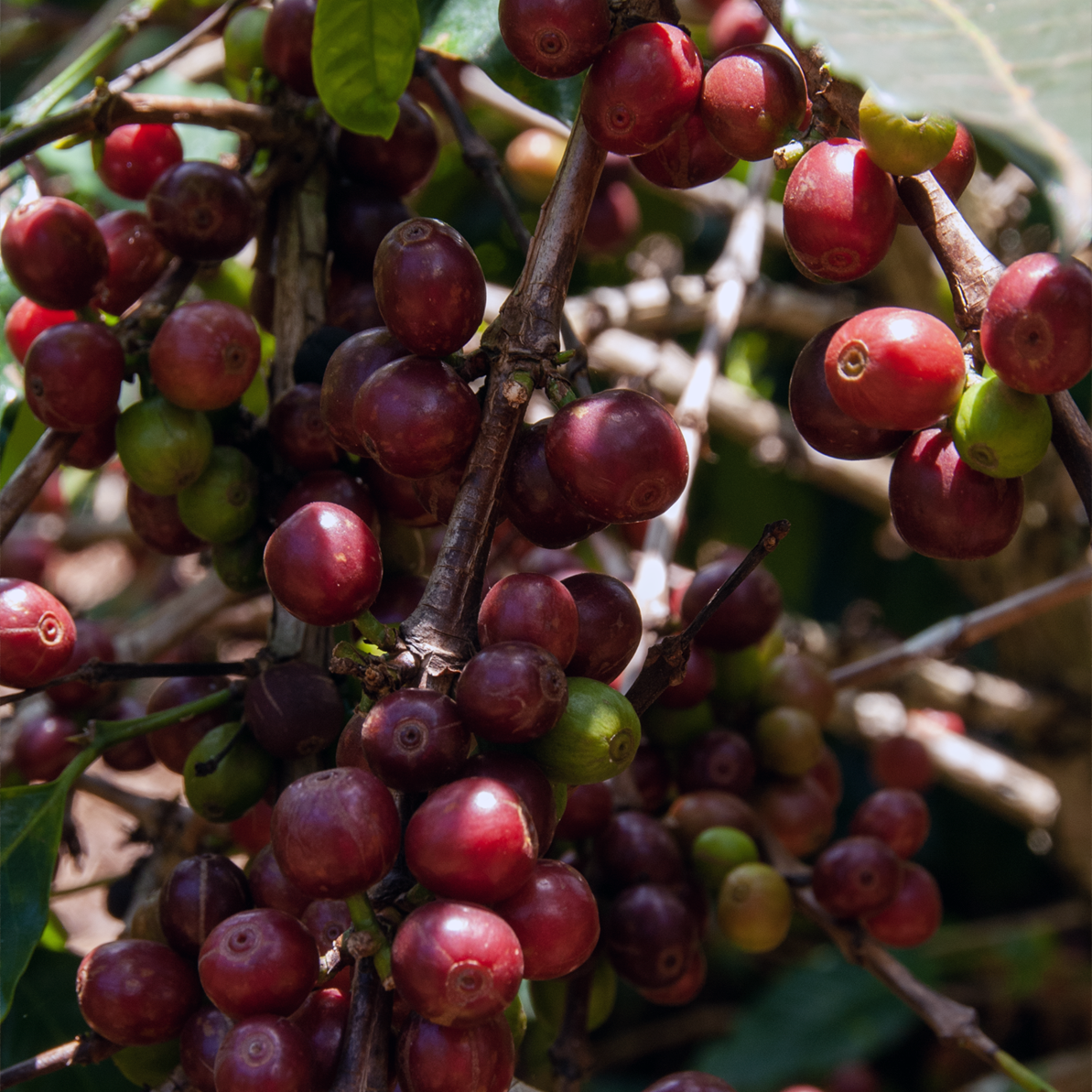 Mamuto Peaberry, Kenya