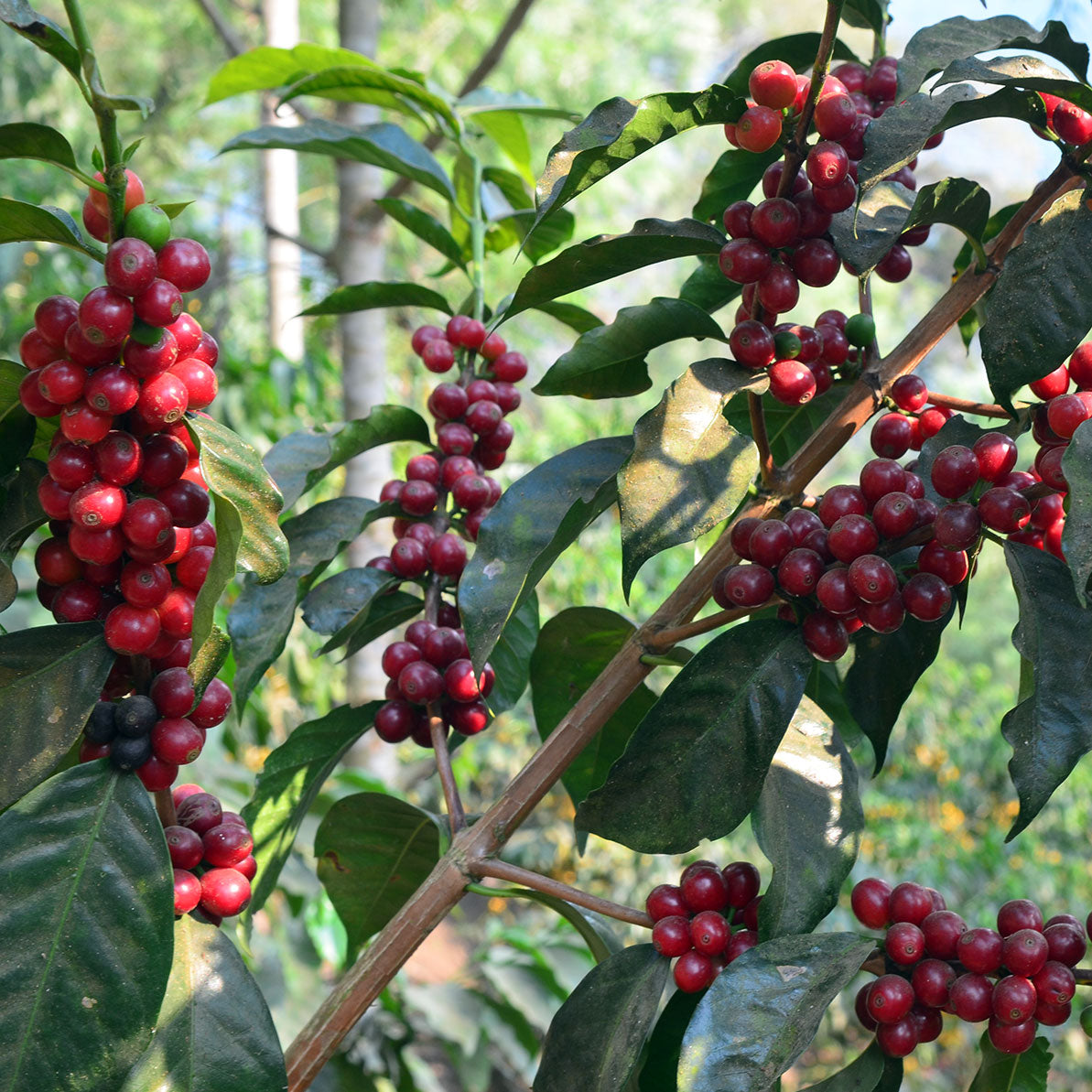 San Martin Small Farmer Lots, Guatemala