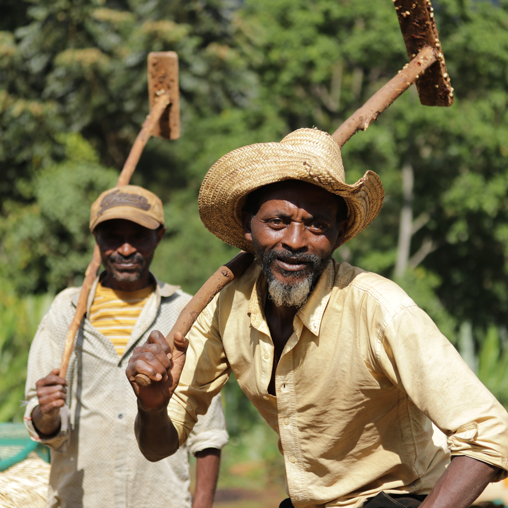 Worka Chelbessa Medium, Ethiopia